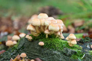 sulphur tuft