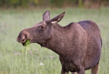 .Grazing Moose