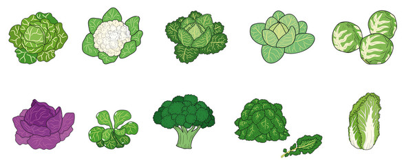 Naklejka na ściany i meble Verschiedene Kohl- und Salatsorten