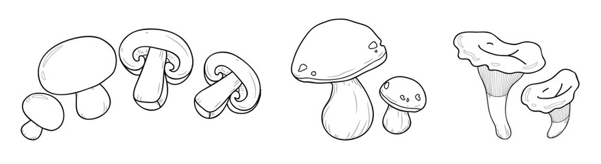 3 Verschiedene essbare Pilzarten