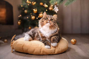 Obraz premium Mora i szczęśliwy kot. Boże Narodzenie 2017, nowy rok