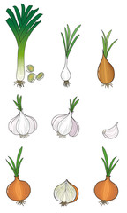 Verschiedene Zwiebelgewächse