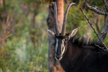 Starring Sable antelope bull.