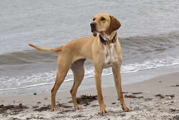 Hund am Strand