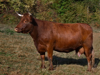 Fototapeta premium vache de race Salers