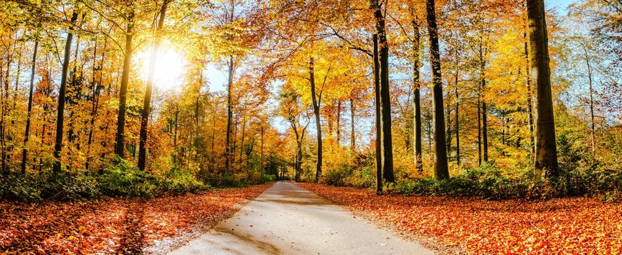 Fototapeta Straße im Herbst/Waldweg an sonnigem Herbsttag