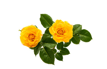 Naklejka premium yellow rose