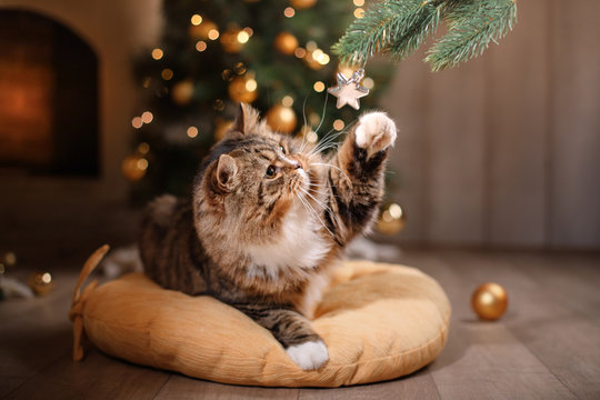 Fototapeta Tabby and happy cat. Christmas season 2017, new year, holidays and celebration