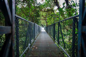 Sky Walk jungle bridge.