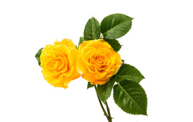 Naklejka premium yellow rose
