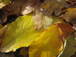Yellow leaves