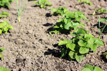 Young strawberry bushes in the garden.