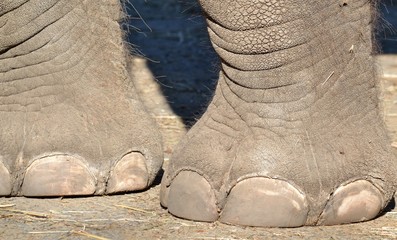 Obraz premium Pieds d'éléphant
