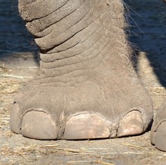 Pieds d'éléphant