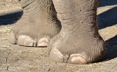 Obraz premium Pieds d'éléphant