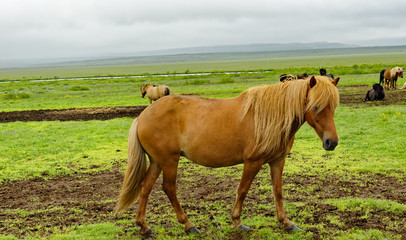 Naklejka na ściany i meble Icelandic horse in pasture near Reykjavik, Iceland