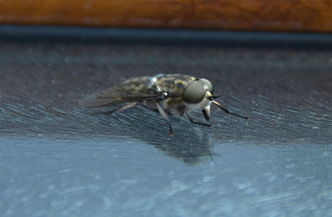 fly