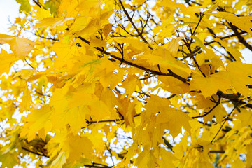 Yellow colored leaves on a maple tree in autumn.