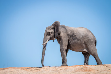 Fototapeta na wymiar Elephant walking on a koppie.