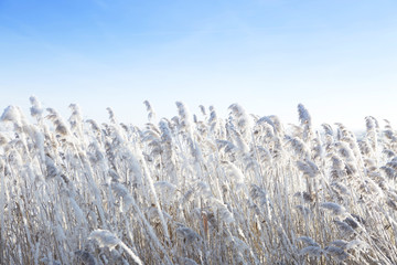 Reeds by the wind in winter. Frost dry grass over sky.