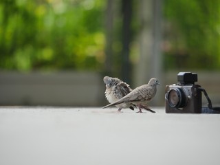 camera and birds