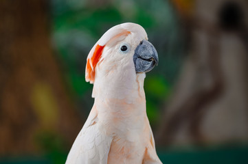 Close-up view of beautiful cockatoo parrot