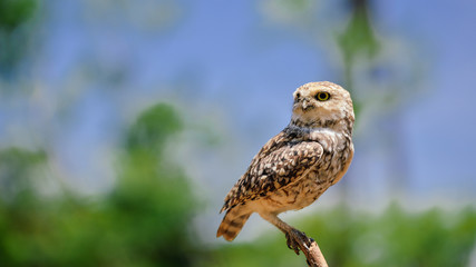 Closeup view on Burrowing Owl Athene Cunicularia standing, outdoors background