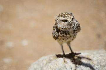 Closeup view on Burrowing Owl Athene Cunicularia standing, outdoors background