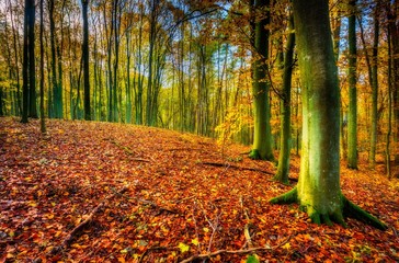 Beautiful european forest at fall