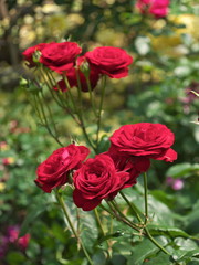 Obraz premium 薔薇