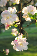 Apple blossoms in spring