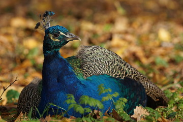 Naklejka premium Paw (Pavo cristatus)