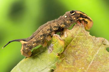 Obraz premium Vine Hawk Moth's False eye caterpillar (Hippotion rosetta)