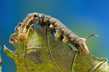 Vine Hawk Moth's False eye caterpillar (Hippotion rosetta)