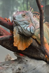 Iguane vert