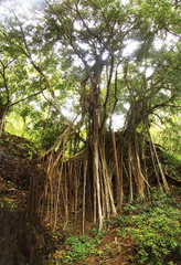 Banion Tree