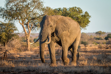 Big Elephant bull walking in the bush.