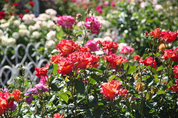 Fototapeta premium 薔薇