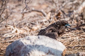 Juvenile Bateleur eagle eating.