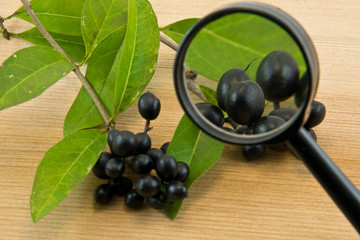 branch of Wild privet or Ligustrum vulgare through a magnifying