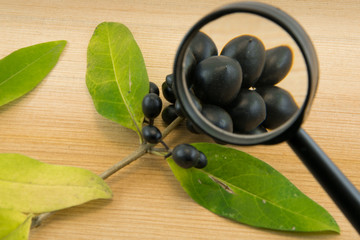 Black berries through a magnifying glass on wooden background