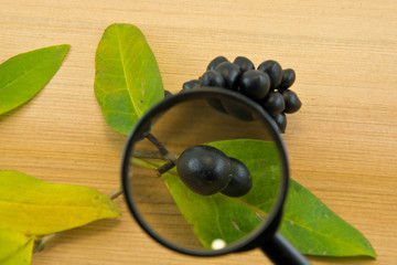 Black berries through a magnifying glass on wooden background