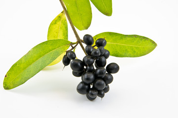 Privet; Ligustrum; vulgare on white background