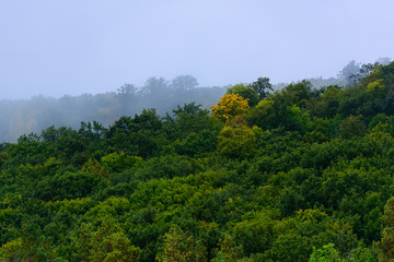 Beautiful forest on a foggy autumn's day