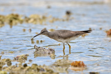 Wandering Tattler, bird, Polynesia