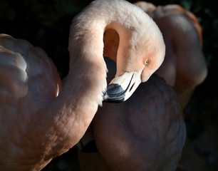 Flamant rose