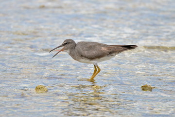 Wandering Tattler, bird, Polynesia