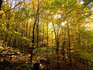 Obraz premium Yellow colorful leaves on deciduous trees in deciduous forest in wild nature during autumn