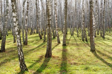 Birch tree forest with green grass