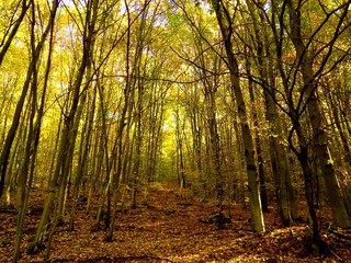 Yellow colorful leaves on deciduous trees in deciduous forest in wild nature during autumn